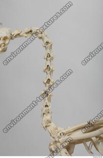 hen skeleton 0005